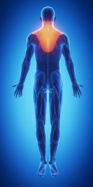 Mapa anatomía de los músculos — Foto de Stock