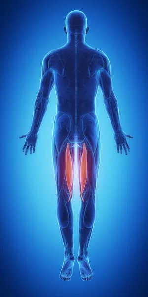 Svaly anatomie mapa — Stock fotografie