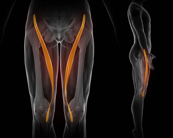 Mapa anatomía de los músculos —  Fotos de Stock