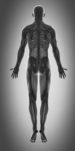 Spieren anatomie kaart — Stockfoto