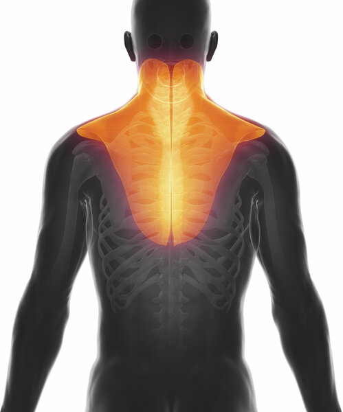 Анатомическая карта мышц
