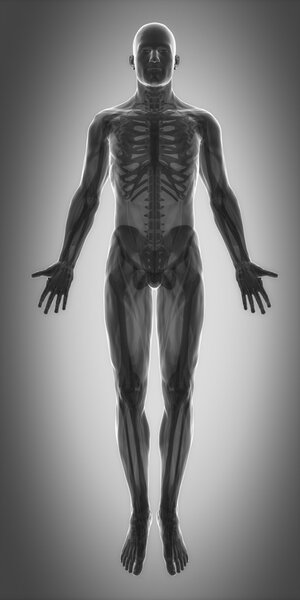 Анатомическая карта мышц
