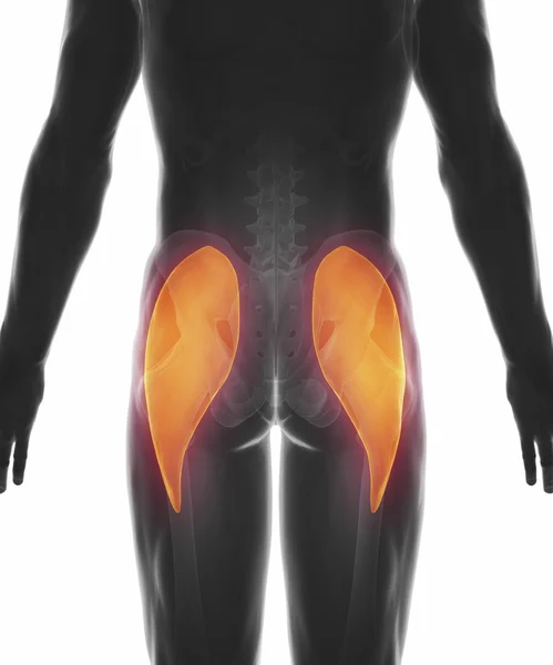 Spieren anatomie kaart — Stockfoto