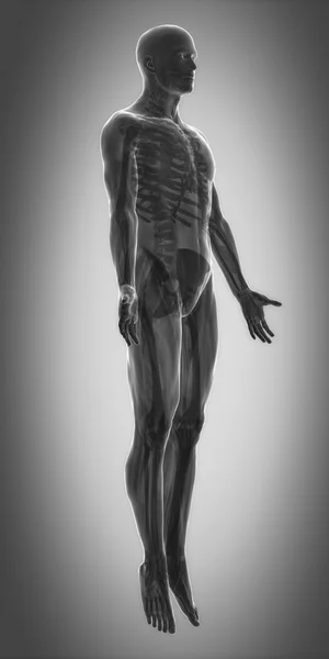 Kas anatomisi harita — Stok fotoğraf