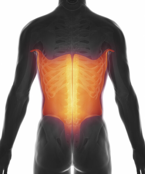 Анатомическая карта мышц
