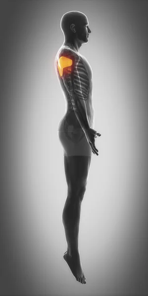 Carte d'anatomie des muscles — Photo
