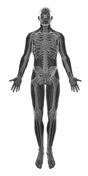 Muskeln Anatomie Karte — Stockfoto