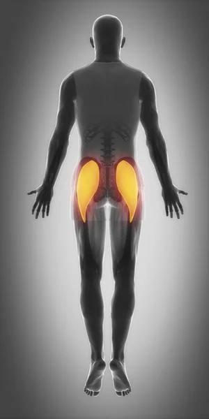 Svaly anatomie mapa — Stock fotografie