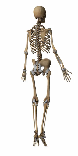 Skelett-Anatomie-Karte — Stockfoto