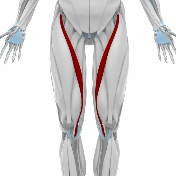 肌肉解剖图 — 图库照片