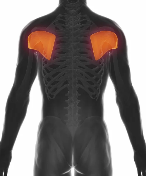 Infraspinatus - Mapa de anatomía muscular — Foto de Stock