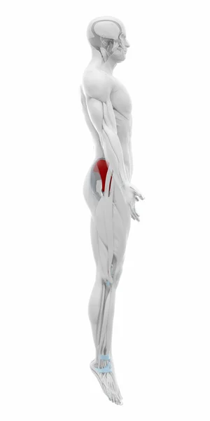 Spieren anatomie kaart — Stockfoto