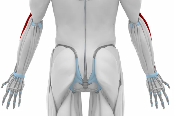 Brachioradialis - Mapa anatomía de los músculos — Foto de Stock