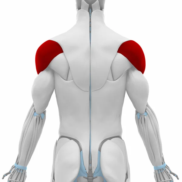 Deltoid - Мапа анатомії м'язів — стокове фото