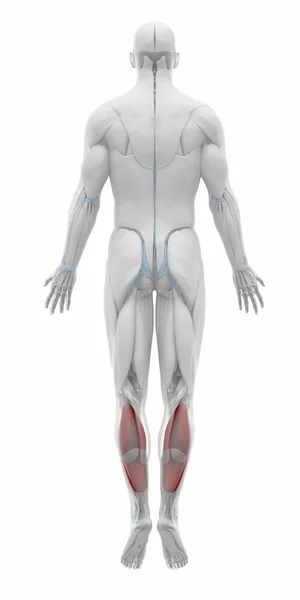 Soleus - spieren anatomie kaart — Stockfoto