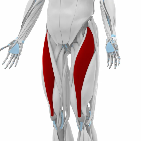 Rectus femoris - svaly anatomie mapa — Stock fotografie