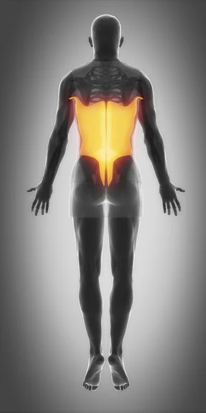 Latissimus dorsi - spieren anatomie kaart — Stockfoto