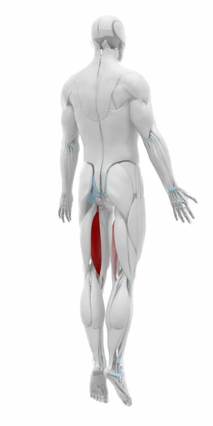 Muskeln Anatomie Karte — Stockfoto