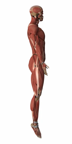 男性的肌肉解剖地图 — 图库照片