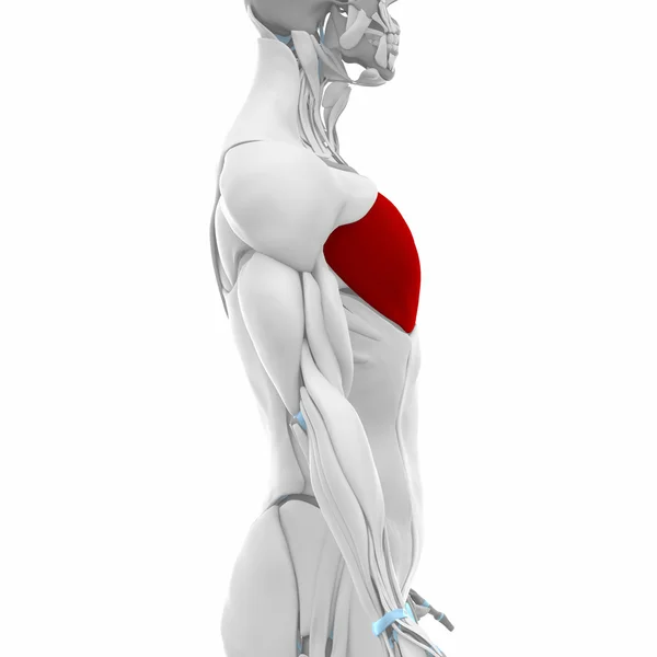 Основні м'язи грудного м'яза — стокове фото