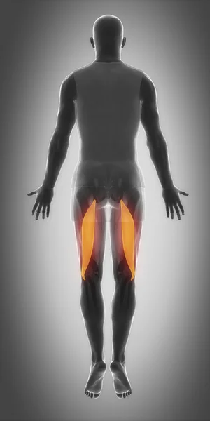 Anatomía del músculo bíceps femoral — Foto de Stock