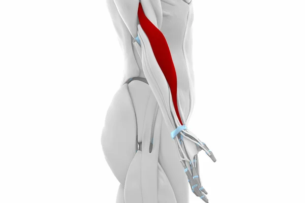 Brachioradialis - Mapa anatomía de los músculos —  Fotos de Stock