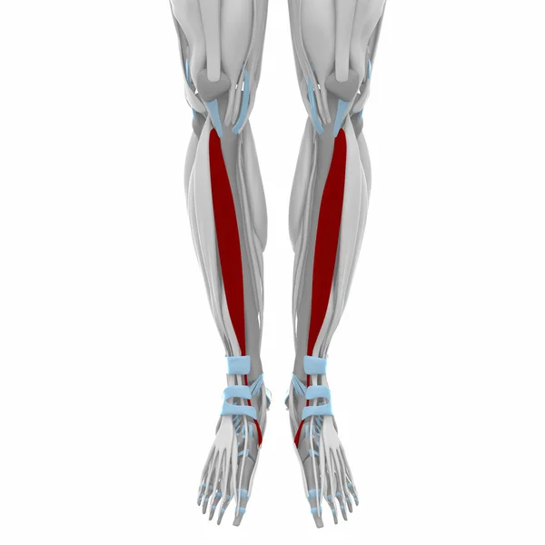 Tibialis anterior muskler — Stockfoto