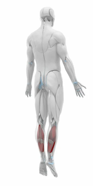 Spieren anatomie kaart — Stockfoto