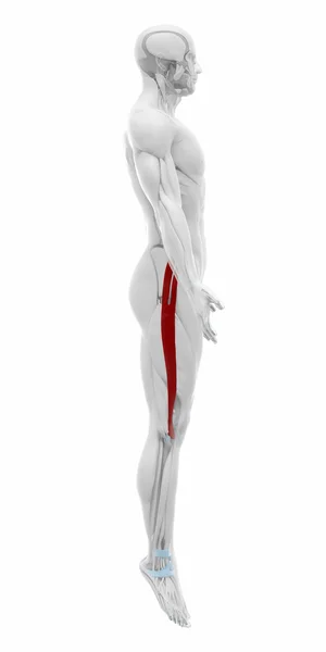 Izmok anatómia megjelenítése — Stock Fotó
