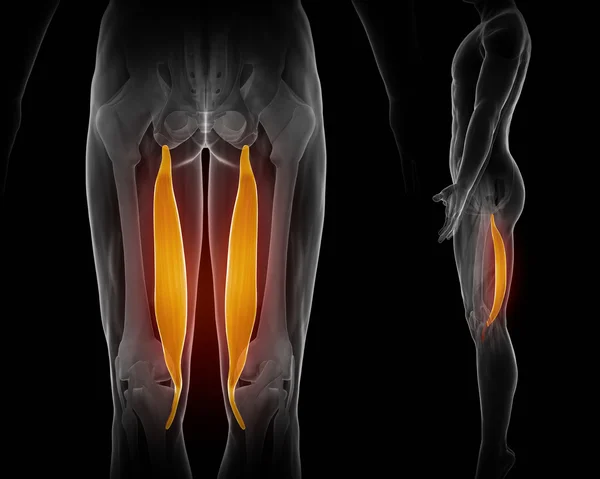 Mapa anatomía de los músculos —  Fotos de Stock