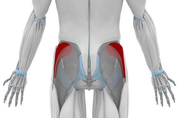 Mapa da anatomia muscular — Fotografia de Stock