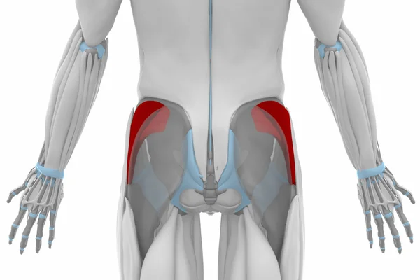 Mappa anatomia dei muscoli — Foto Stock