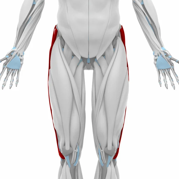 Iliotibial tract Muscles — Stock Photo, Image