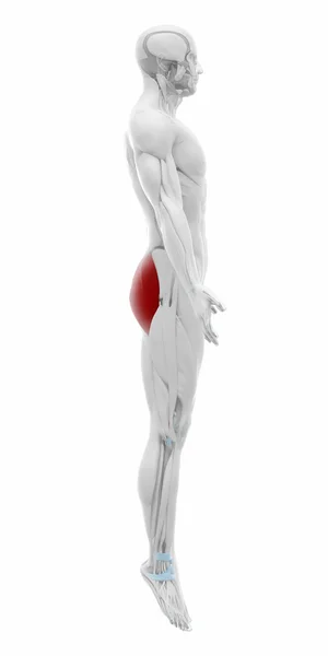 Gluteus maximus Muscoli — Foto Stock