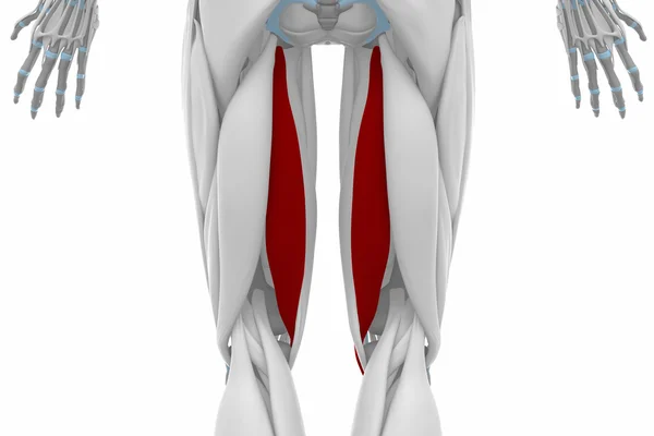 Mapa anatomii mięśni — Zdjęcie stockowe