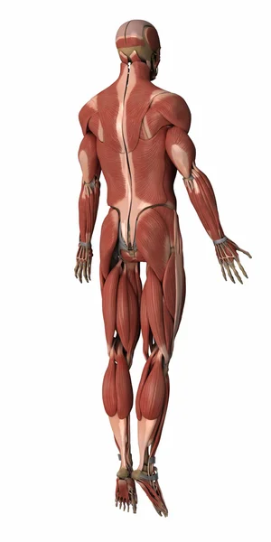 Muscles anatomy map — Stock Photo, Image