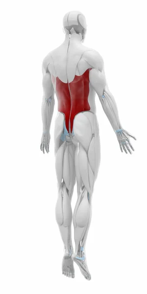 Latissimus dorsi kas — Stok fotoğraf