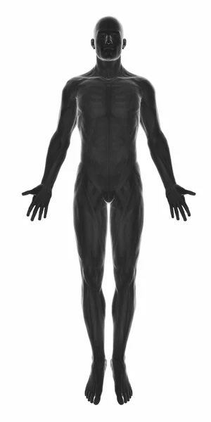 Anatomia muscolare maschile — Foto Stock