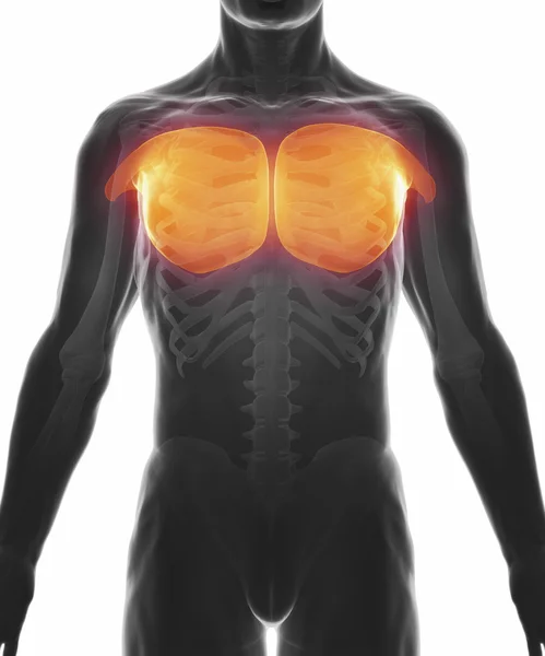 Pectoralis major  Muscles — Stock Photo, Image