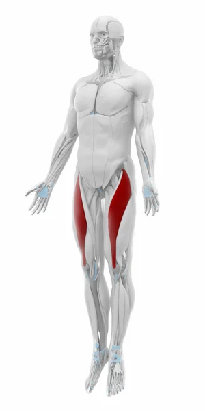 Musculus rectus femoris spieren — Stockfoto