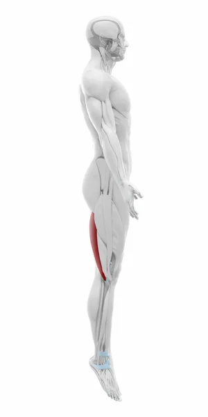 Musculus biceps femoris - spieren — Stockfoto