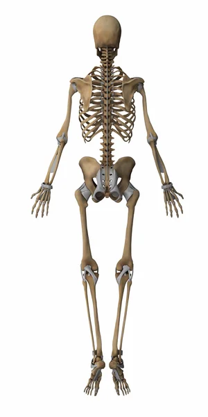 Skeleton anatomy map — Stock Photo, Image