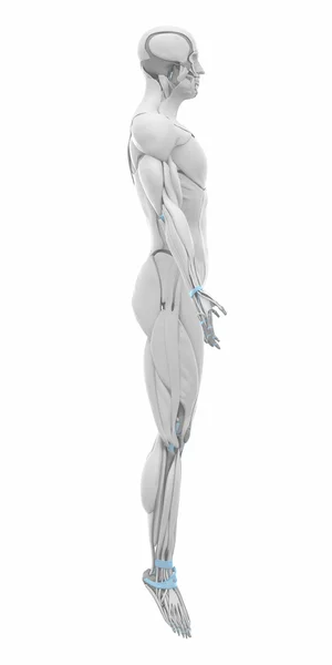 Spieren anatomie kaart — Stockfoto
