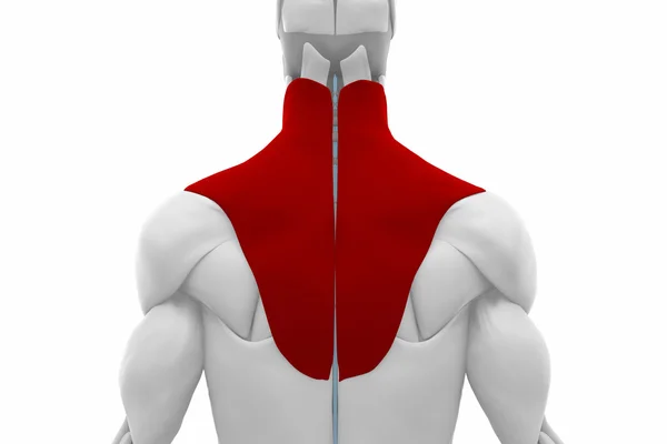 Anatomía muscular de Trapezius — Foto de Stock