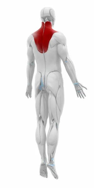 Anatomia muscolare di Trapezio — Foto Stock