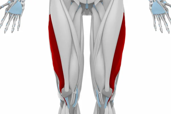 Anatomia do Vasto Lateral — Fotografia de Stock