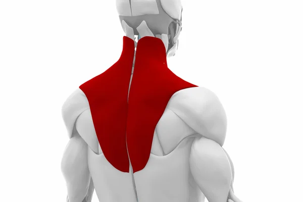 Anatomy  Trapezius Muscles — Stock Photo, Image