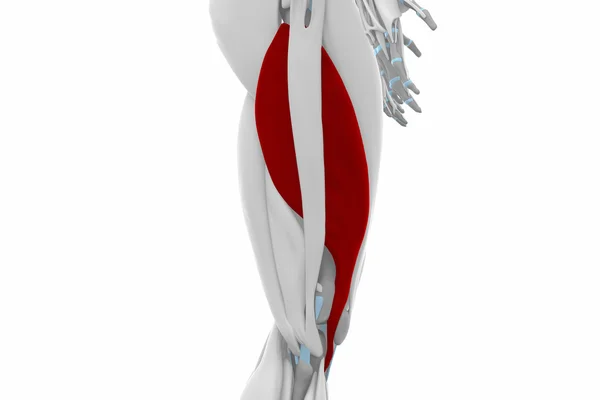 Musculus vastus lateralis anatomie — Stockfoto