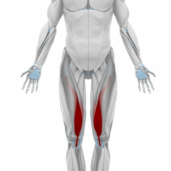 Musculus vastus medialis anatomie — Stockfoto