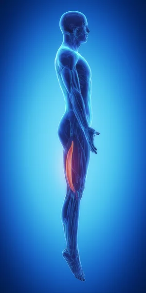 Muscles anatomy map — Stock Image Muscles anatomy map Stock Image